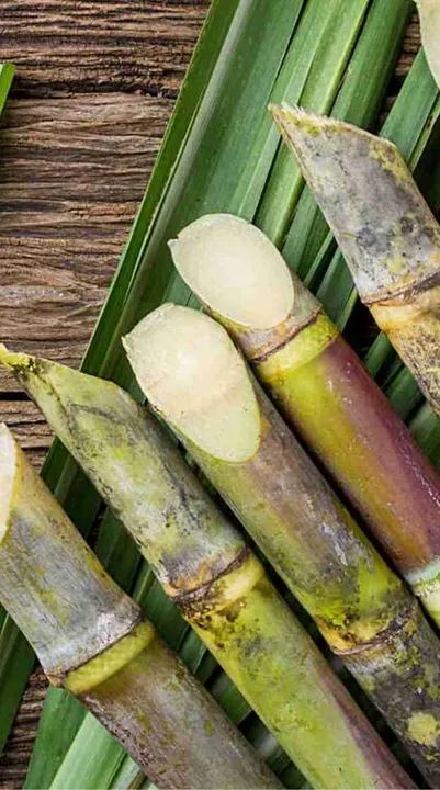 Canavial para garapa caldo  para venda * - Foto 3