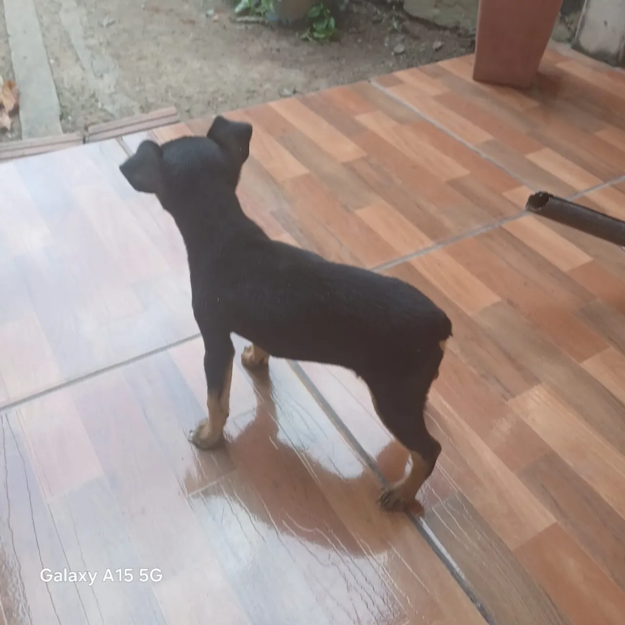 Cachorra fêmea