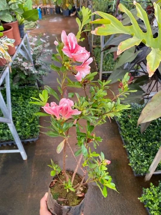 Muda de mini azaleia 