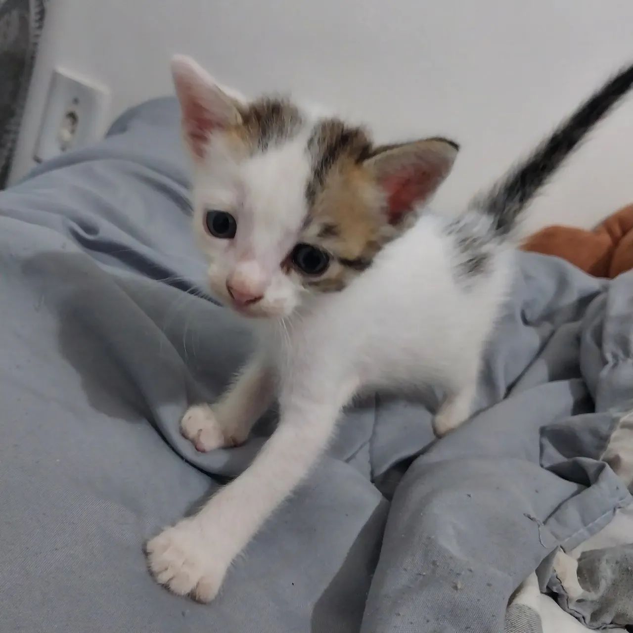 Gatinha tricolor fêmea para adoção