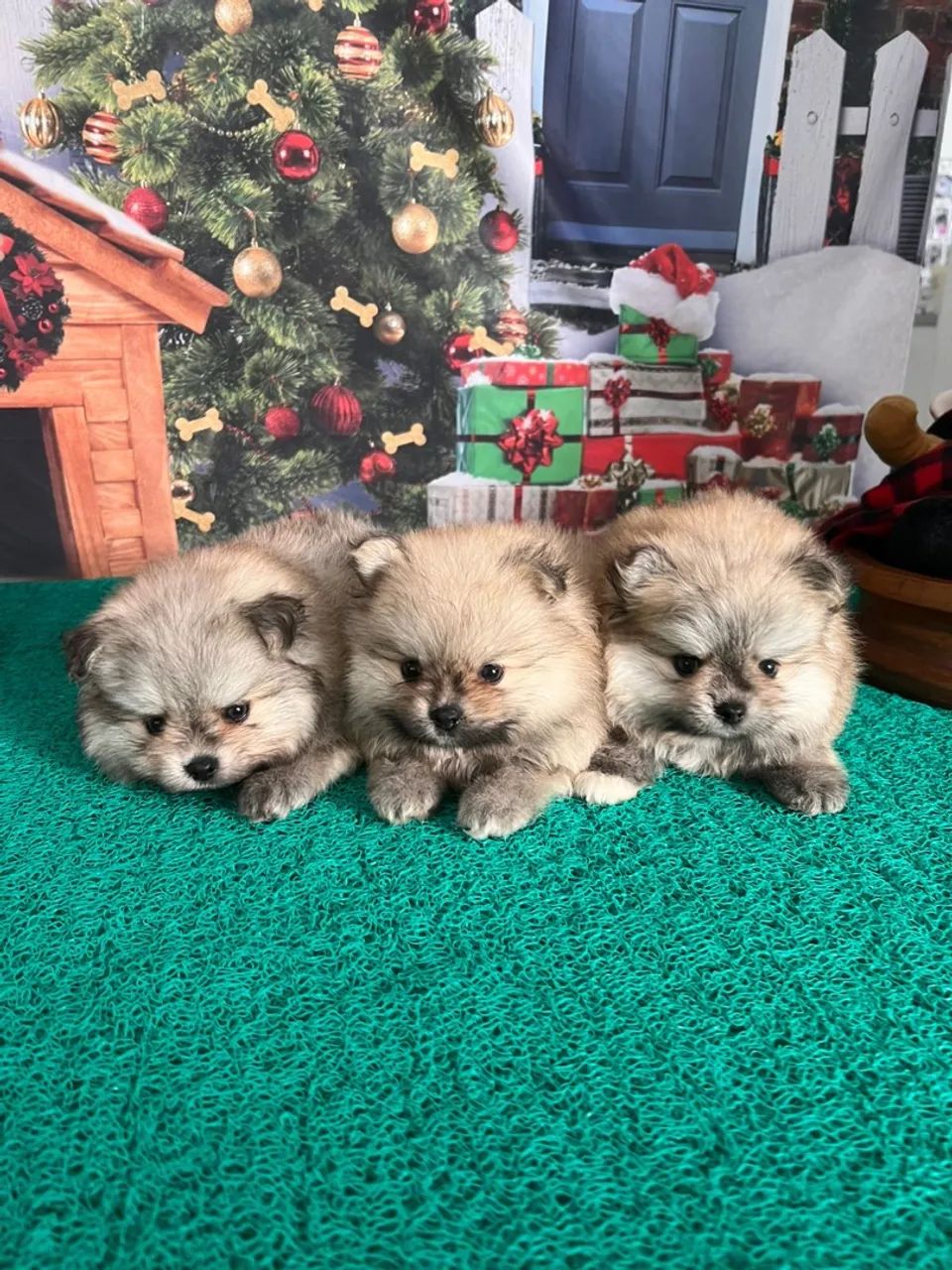 Lulus com lindas variações de cores e pelagens - Foto 2