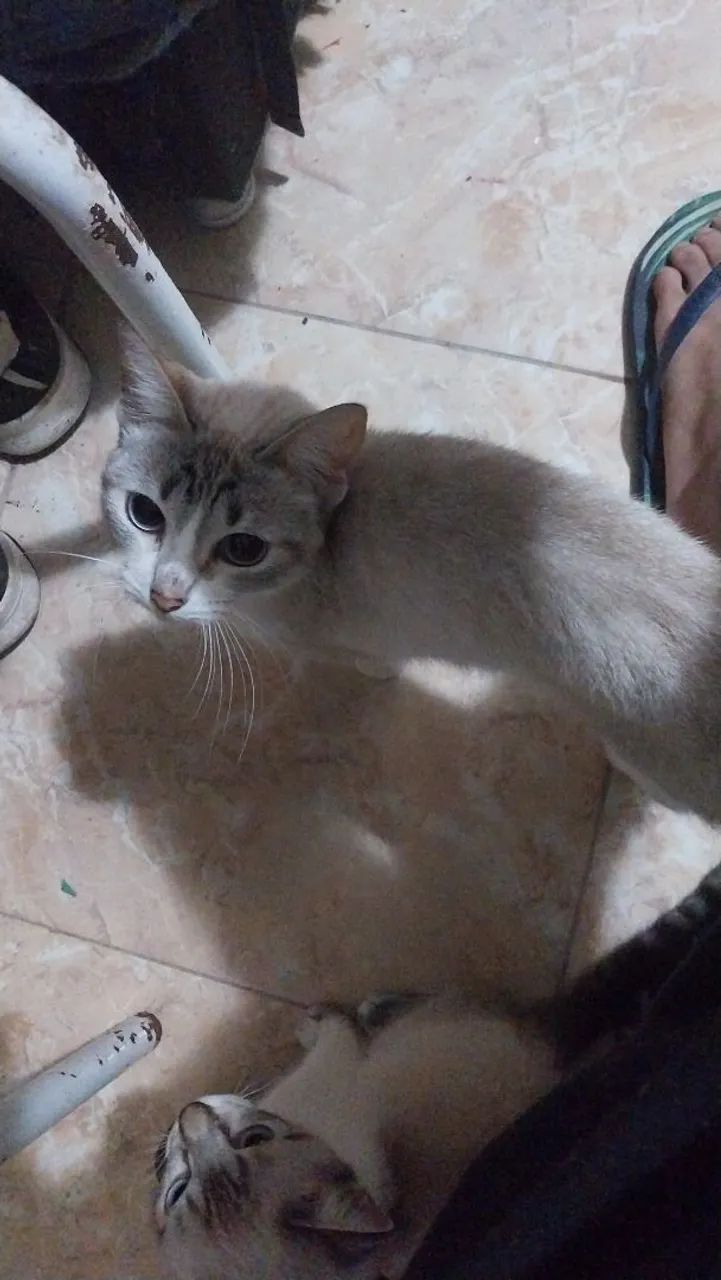 Gata linda disponível para adoção - Foto 2