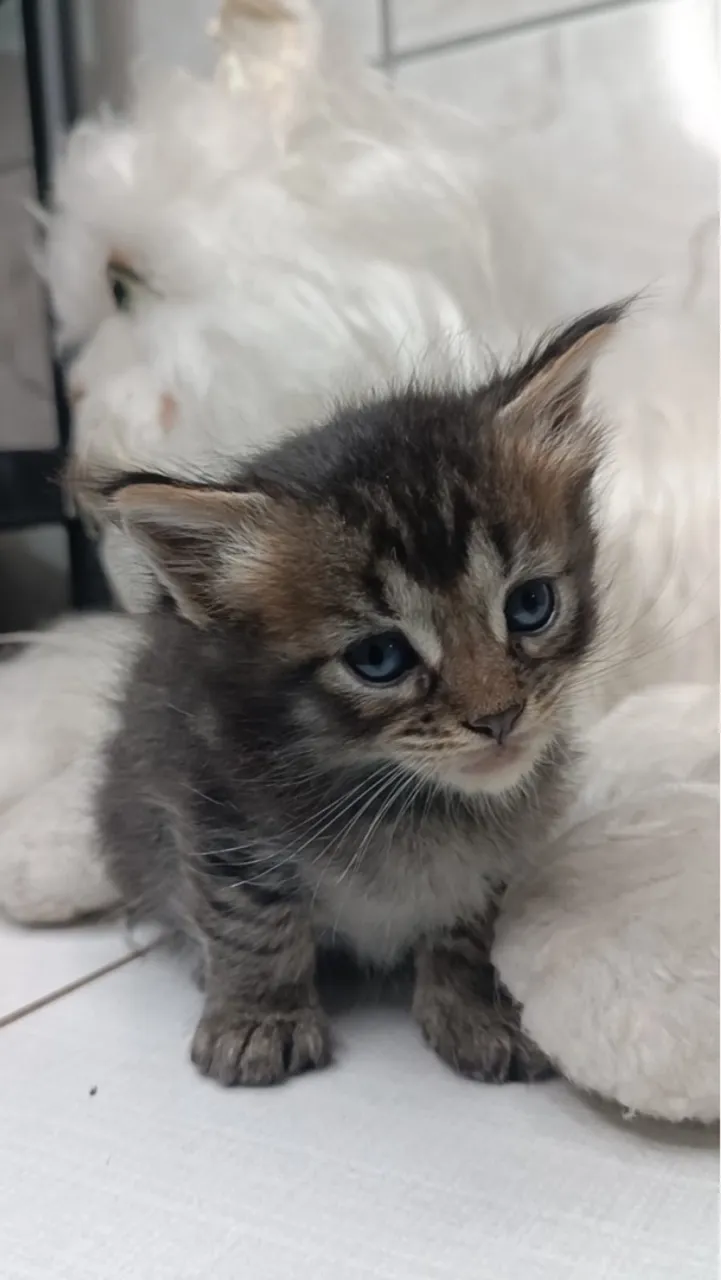 Filhotes maine coon disponíveis- Um charme e elegância