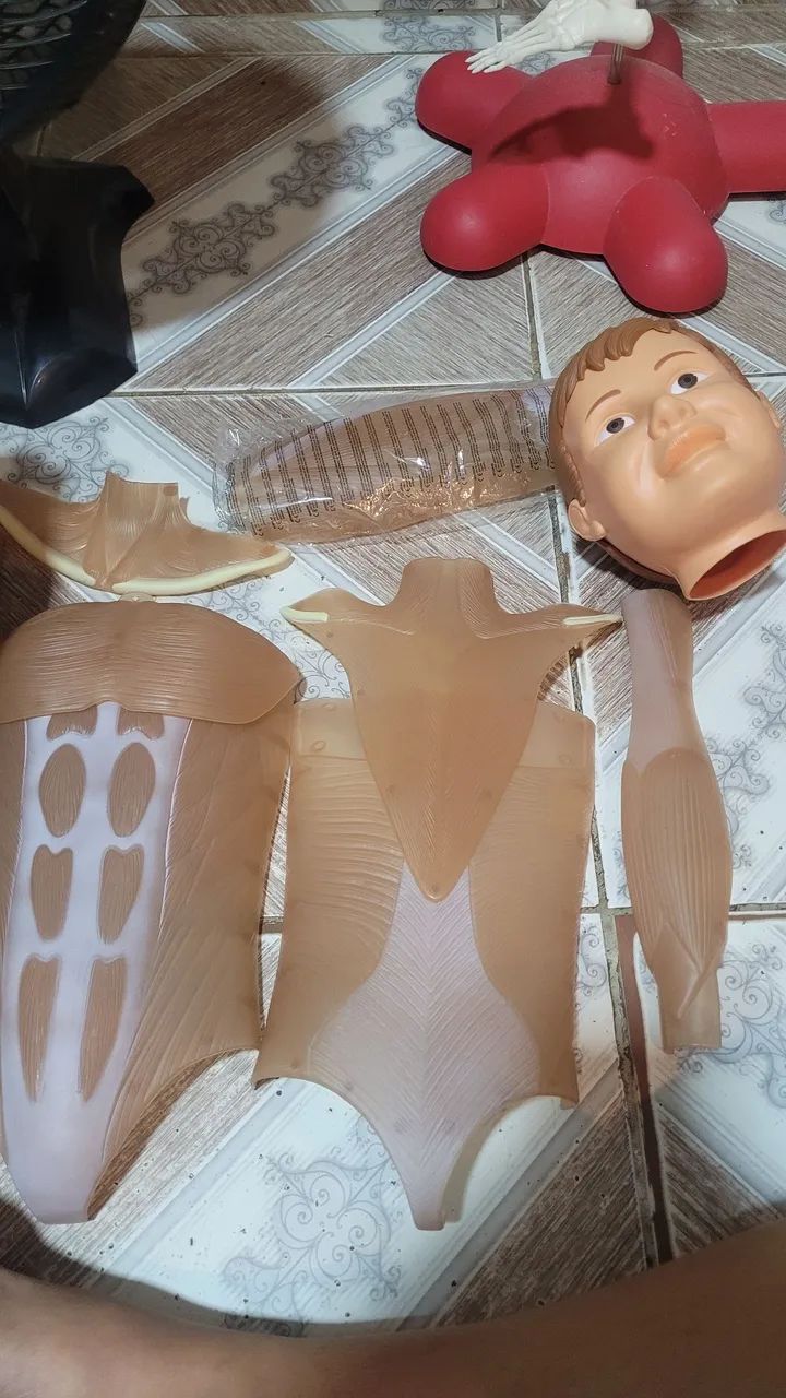 Esqueleto Humano para Estudo - Foto 3