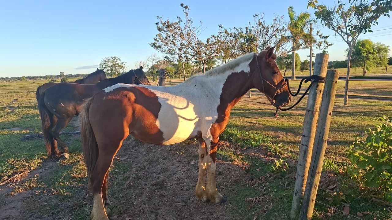 Égua Manga Larga Pelagem Pampa com Registro + Podrinha - Foto 3