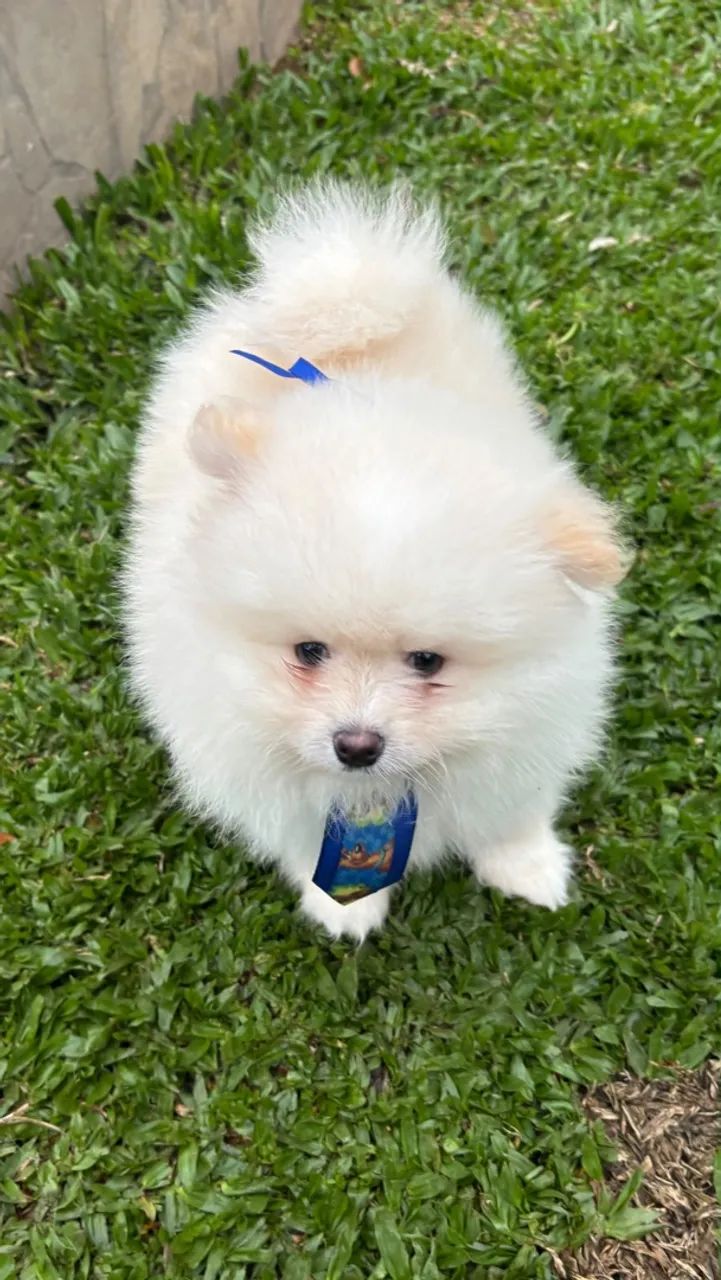 Spitz alemão  - Foto 2