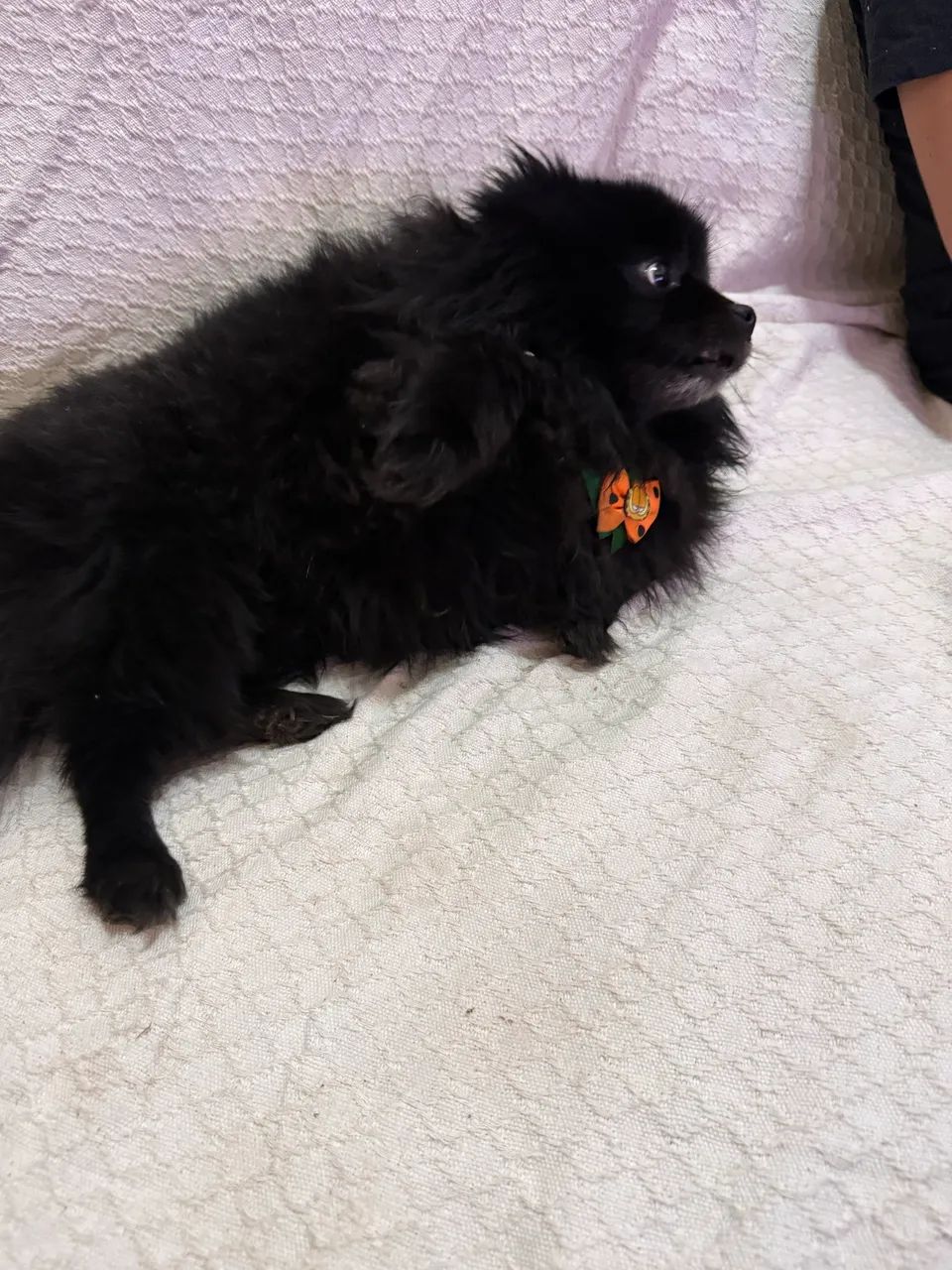 Spitz alemão
