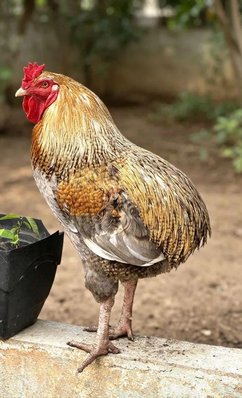 Galo suro - Foto 5