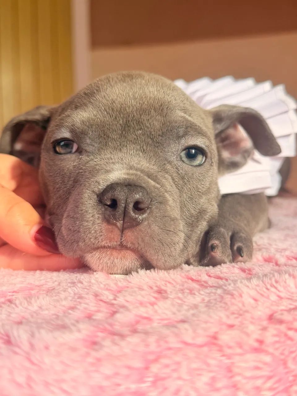 American bully - Cinza disponível  - Foto 3