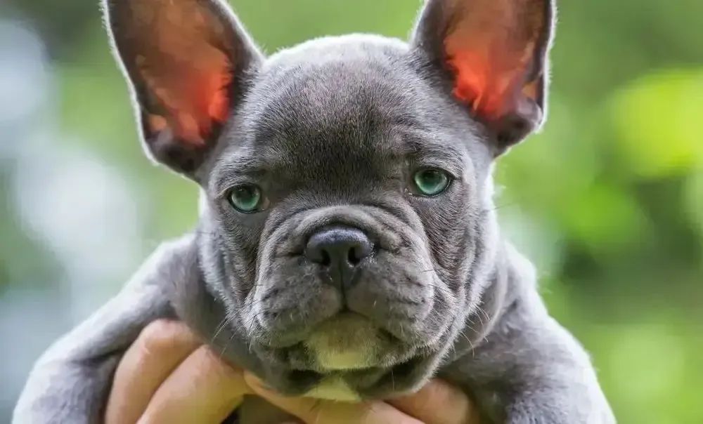 Buldogue francês para doação 