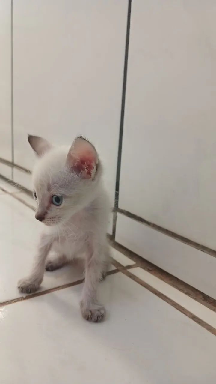 Gatinha para adoção  - Foto 4