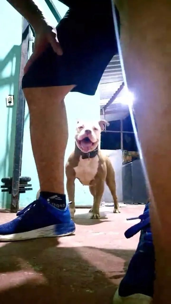Minha bb quer um namorado...america bully - Foto 2