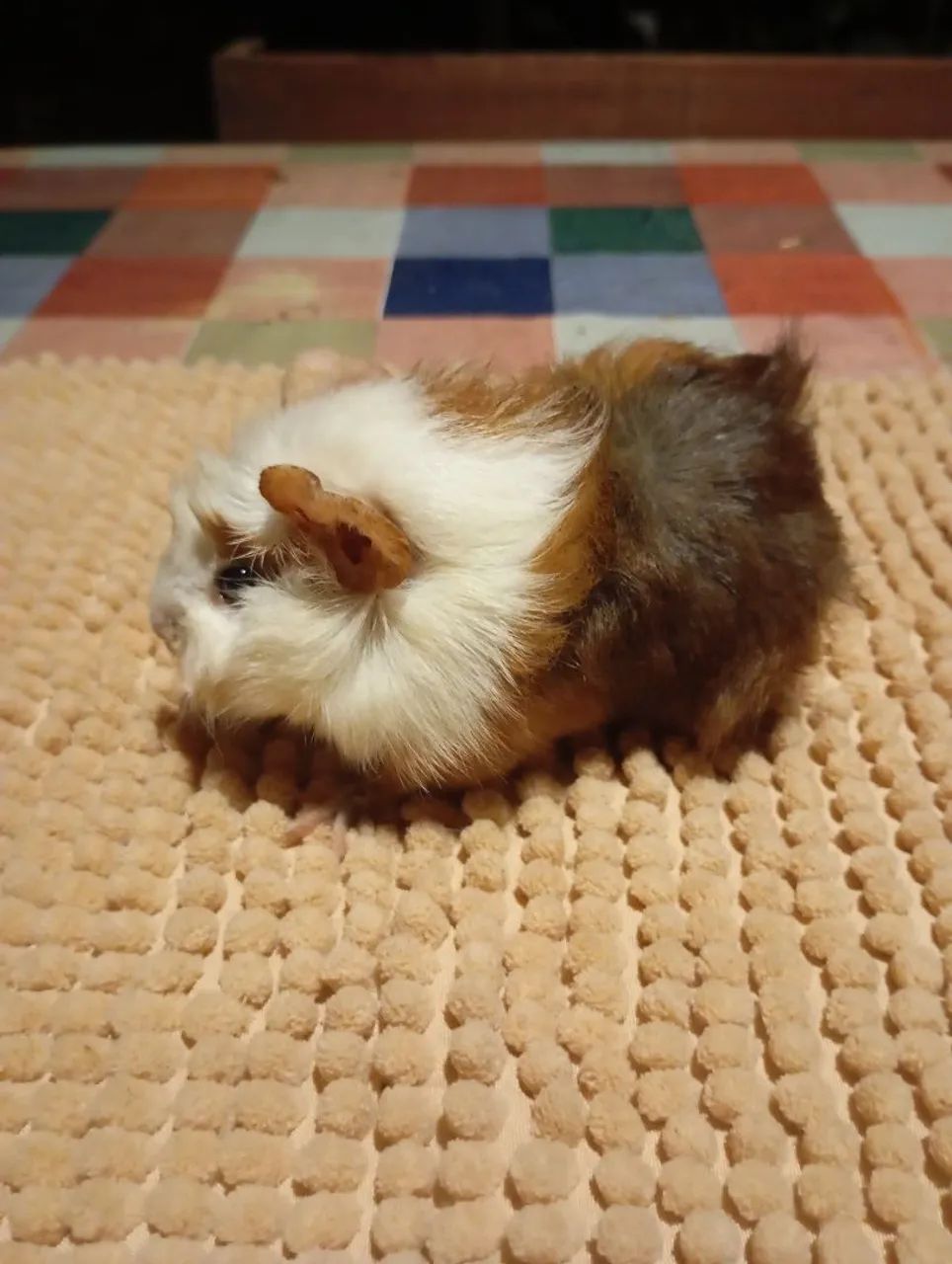 Porquinho da Índia  - Foto 4