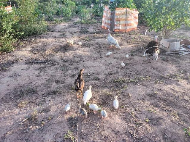 Peru Filhote  - Foto 4