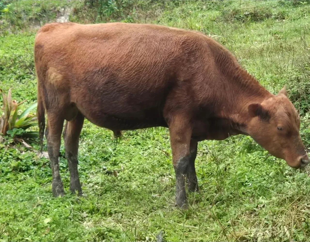 Gado Angus e gado Jersey