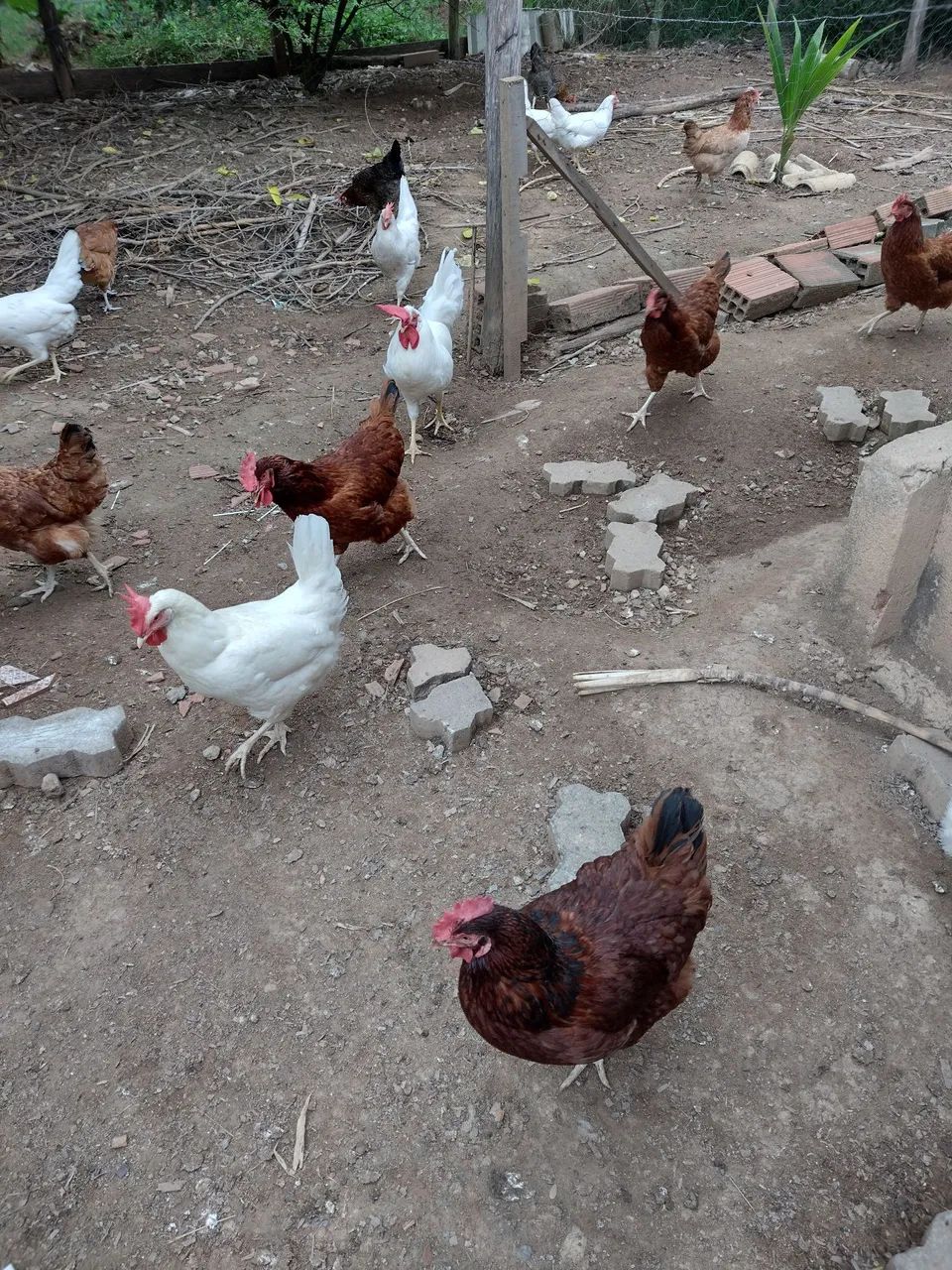 Galinhas poedeiras  - Foto 4
