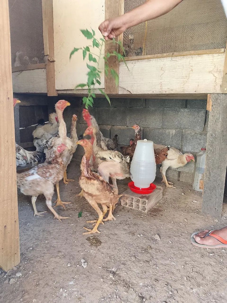 Frango índio  - Foto 5