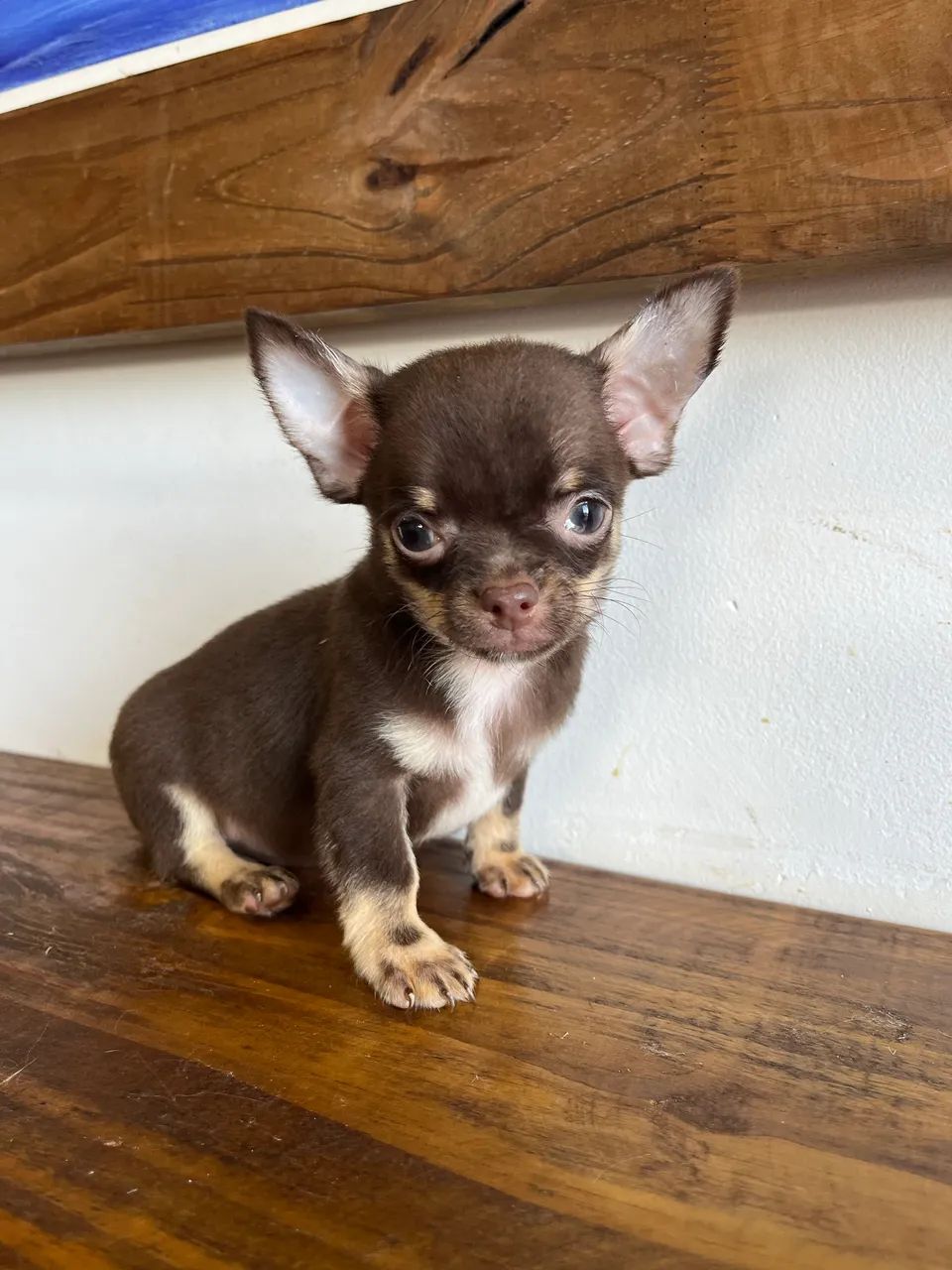 Chihuahua machos  - Foto 5