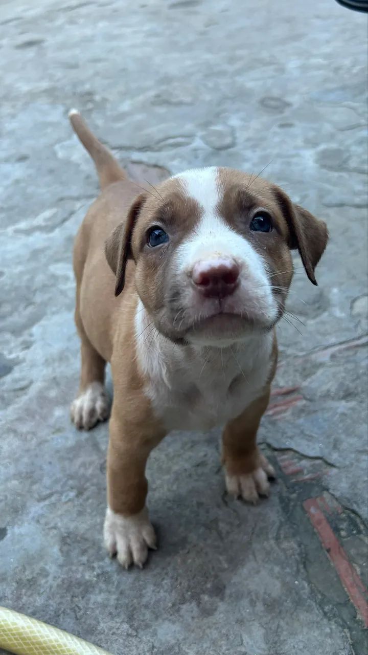 Cachorro - Foto 3
