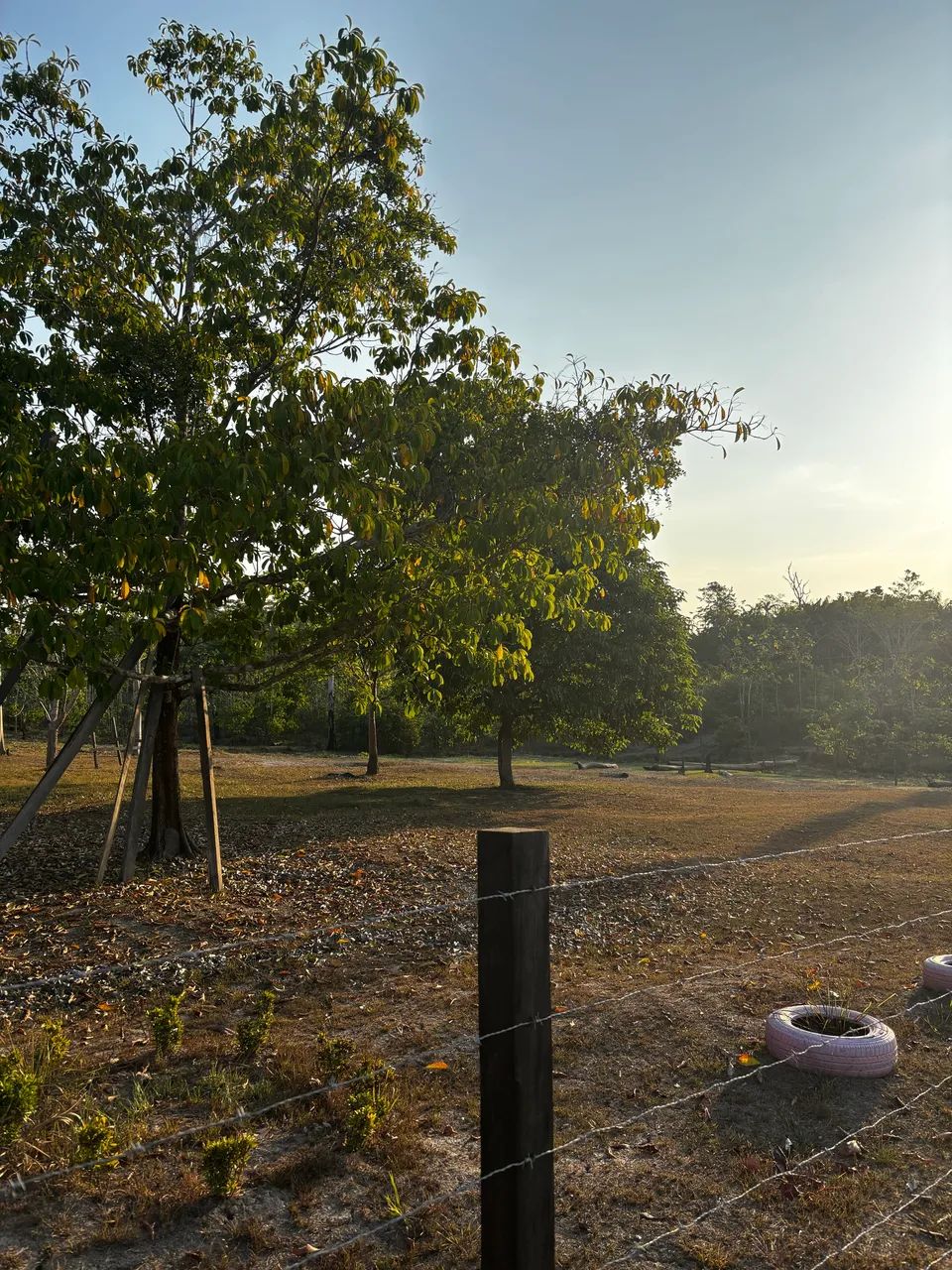 BELO SÍTIO NA AM-070 - 30.000 m² COM CASA, POÇO, FRUTAS E PEIXES - Foto 3