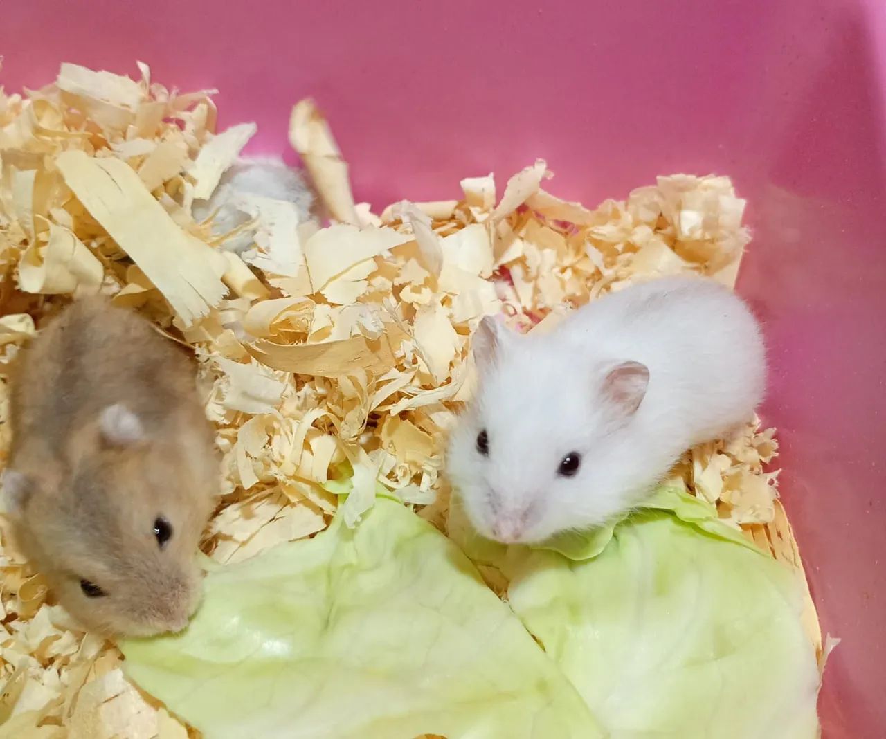 Filhotes de hamster anão russo - Foto 2