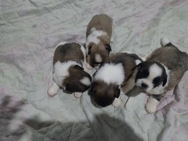 Cachorro ? - Foto 2