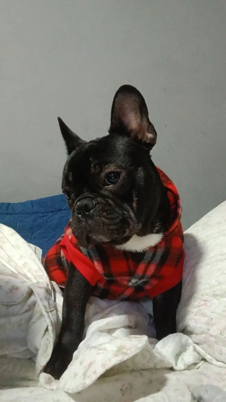 Buldogue francês  - Foto 3