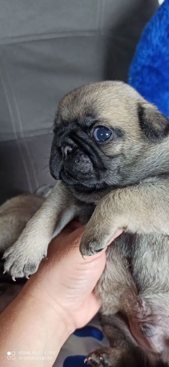 Macho de pug - Foto 5