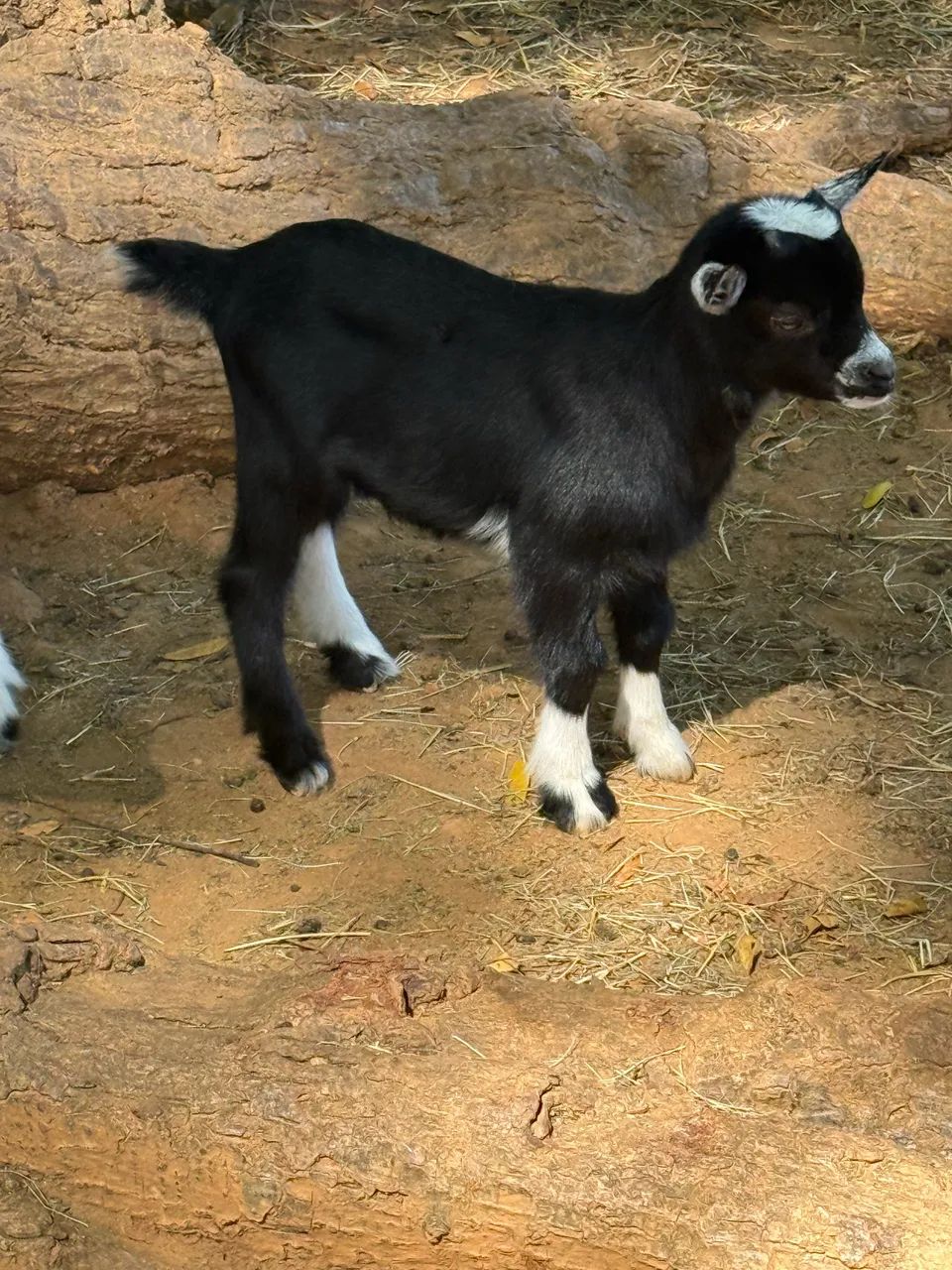 Mini bodes (mini cabras, mini animais, carneiros, dorper) - Foto 2
