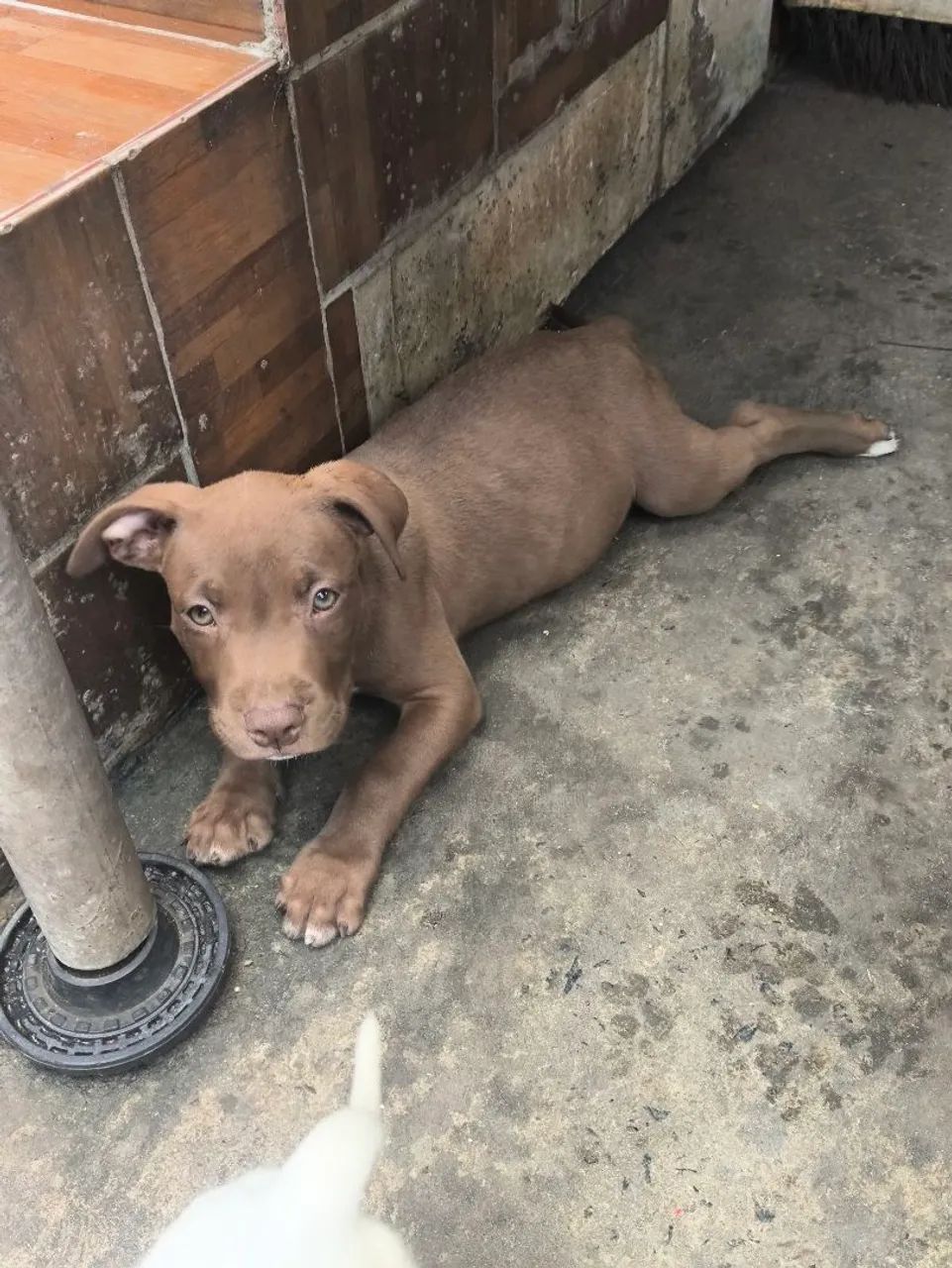 Filhote de Pit Bull Macho  - Foto 2