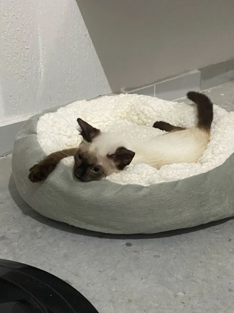 Gato para doação  - Foto 2