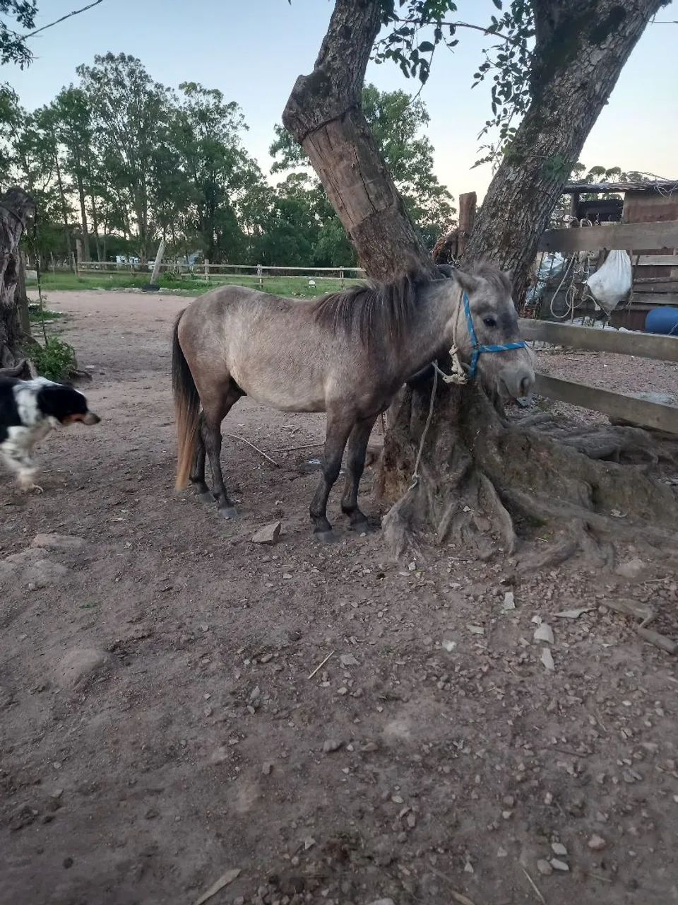 Pônei domado inteiro whats *