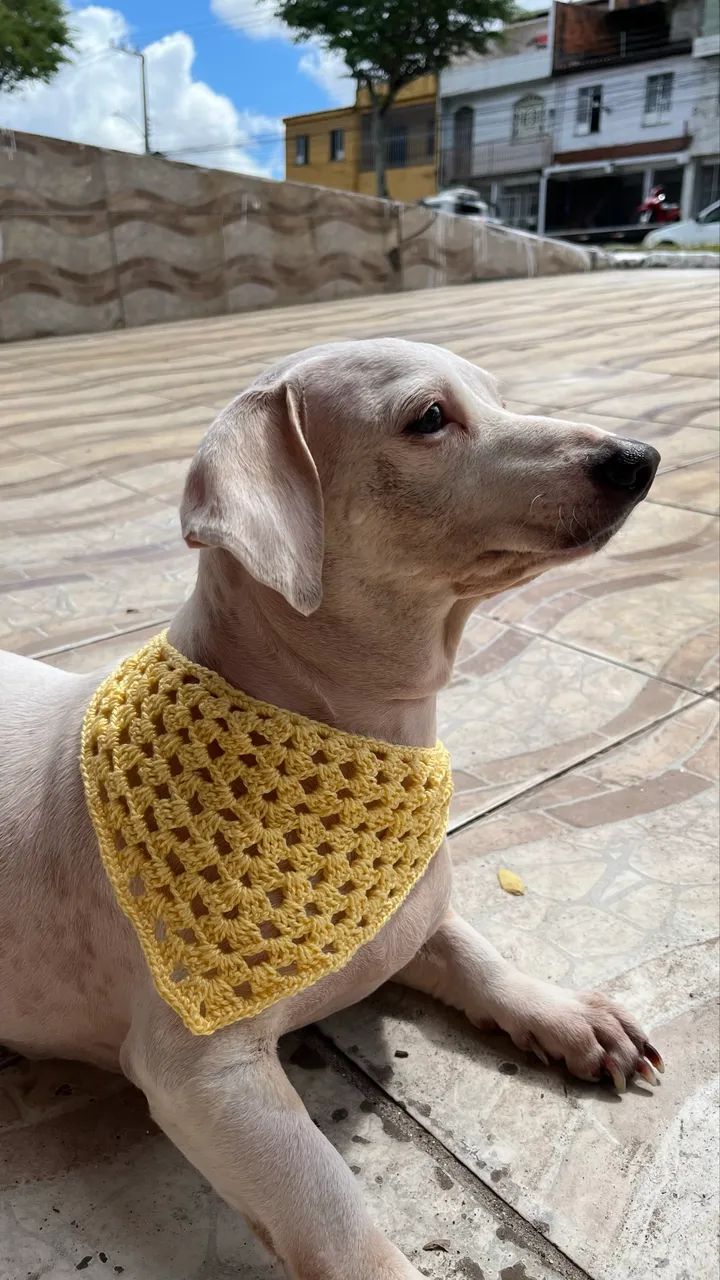 Crochê bandana pet - Foto 5