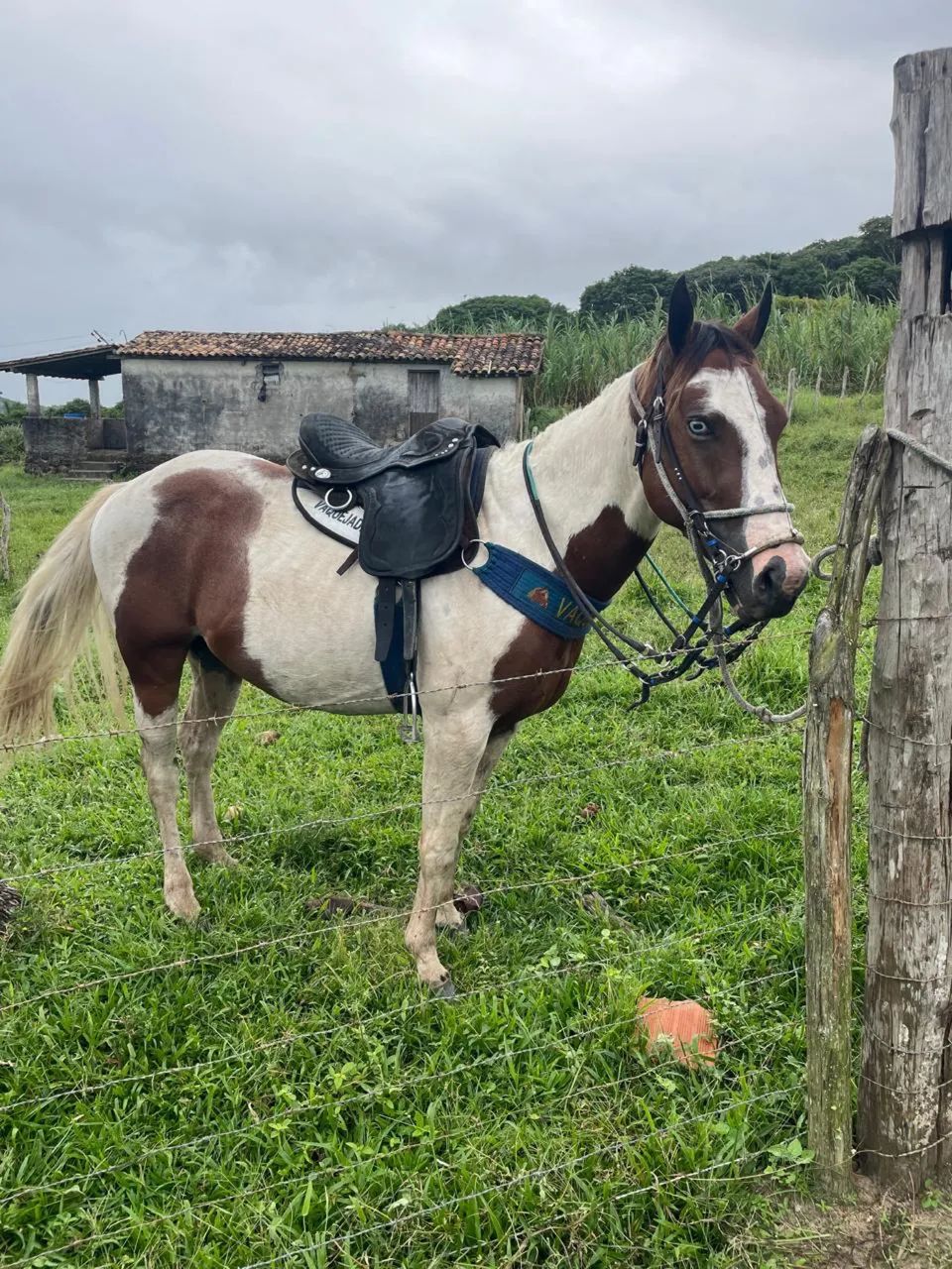 Cavalo 