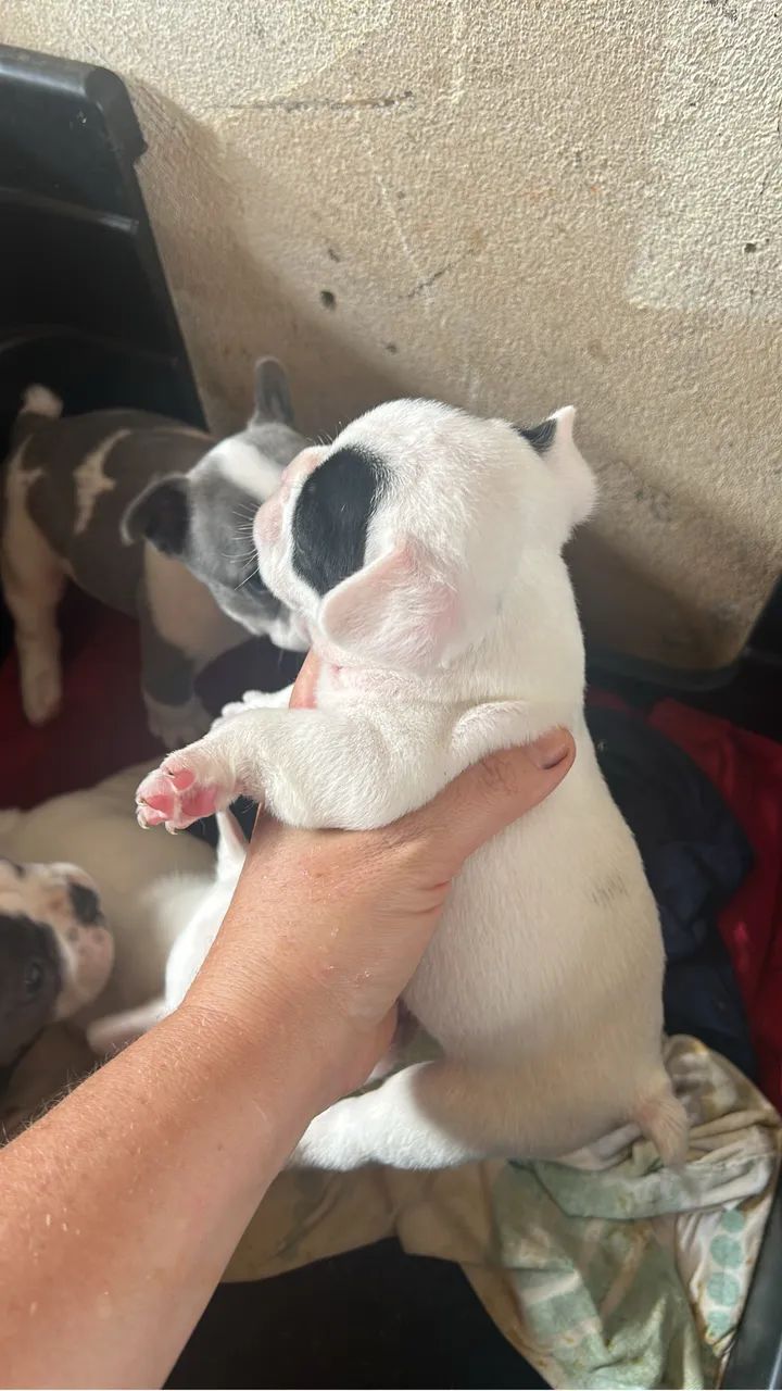 Cachorro  - Foto 3