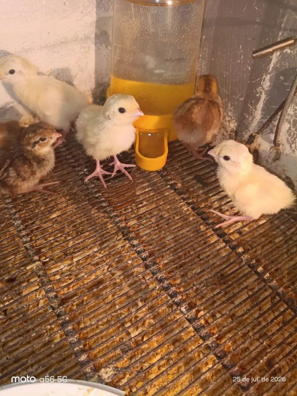 Codorna e ovos