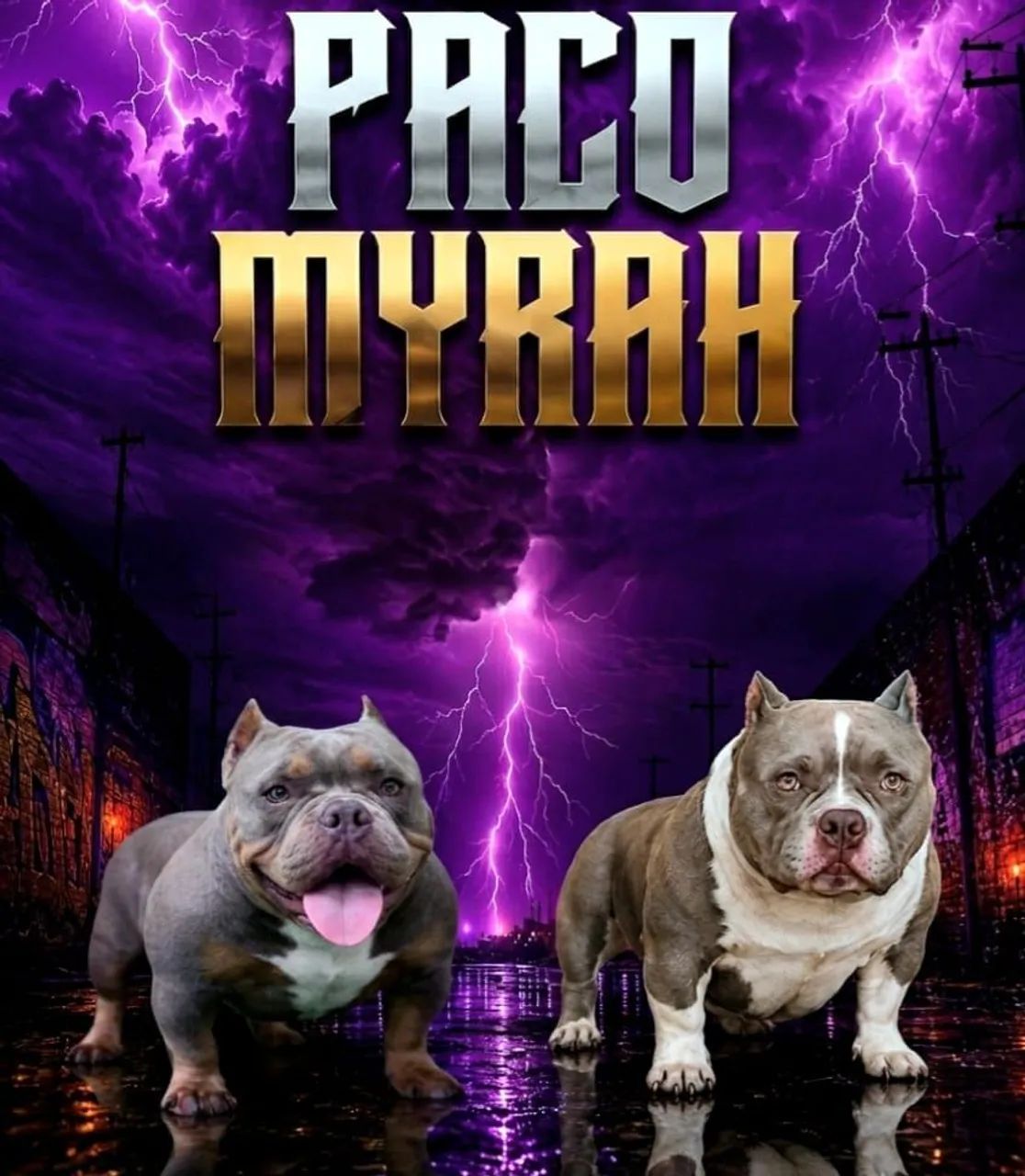 Exotic bully micro macho  - Foto 3