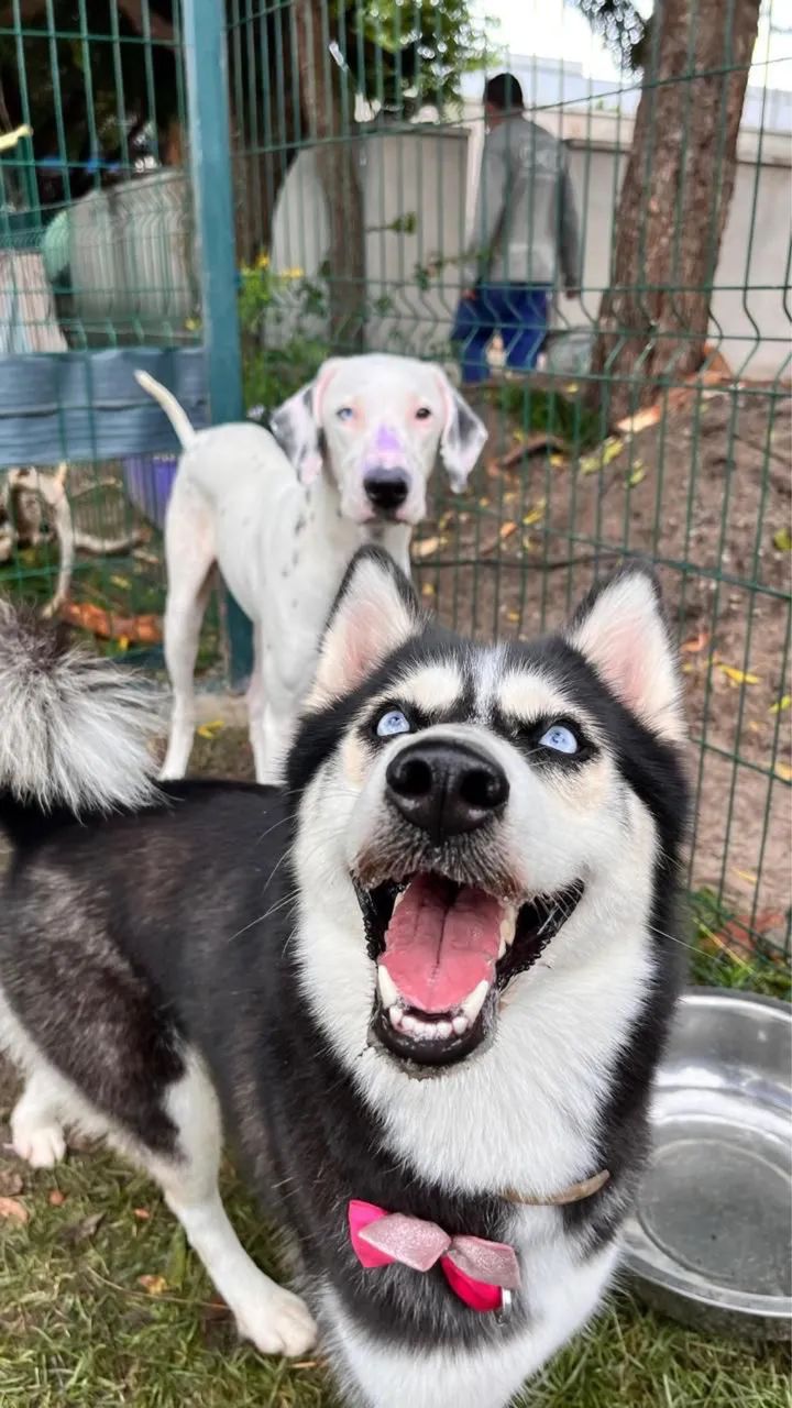 Husky doação  - Foto 2