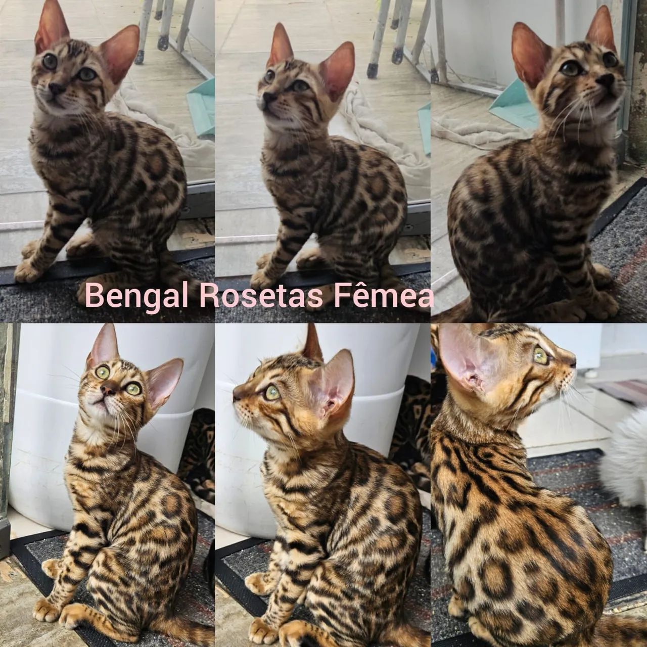 Bengal de Rosetas e Marble Filhotes - Gatil BSB Cat