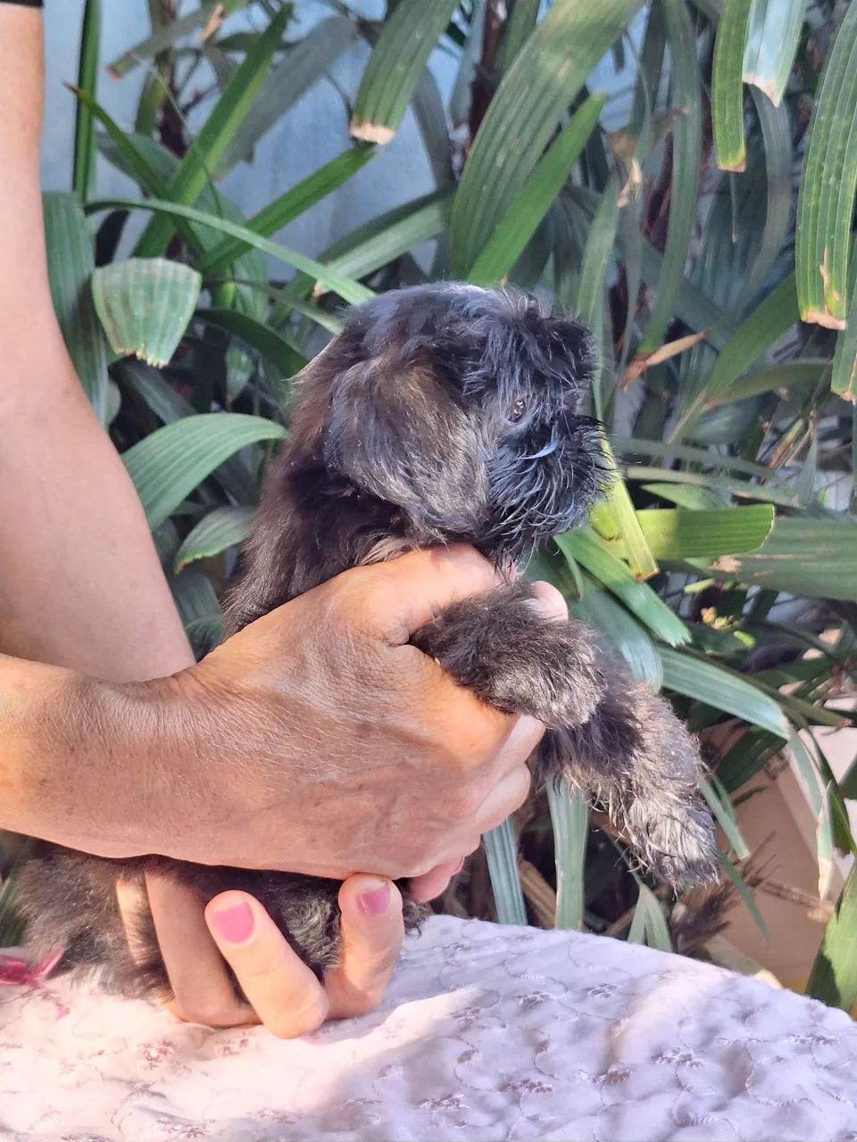 Filhote Shih tzu Macho - Foto 4