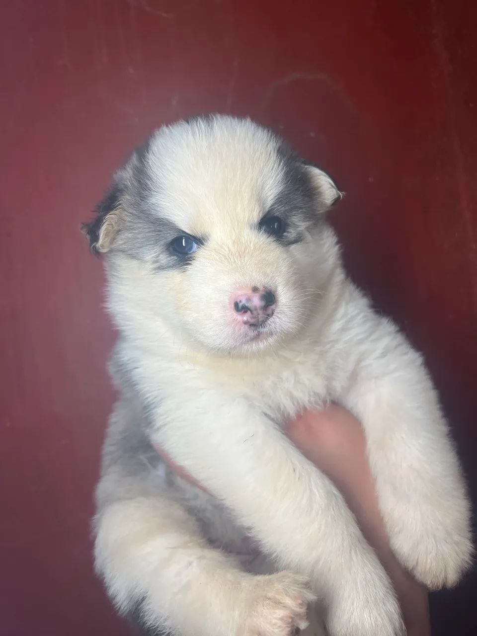 Husky siberiano wooly  - Foto 5