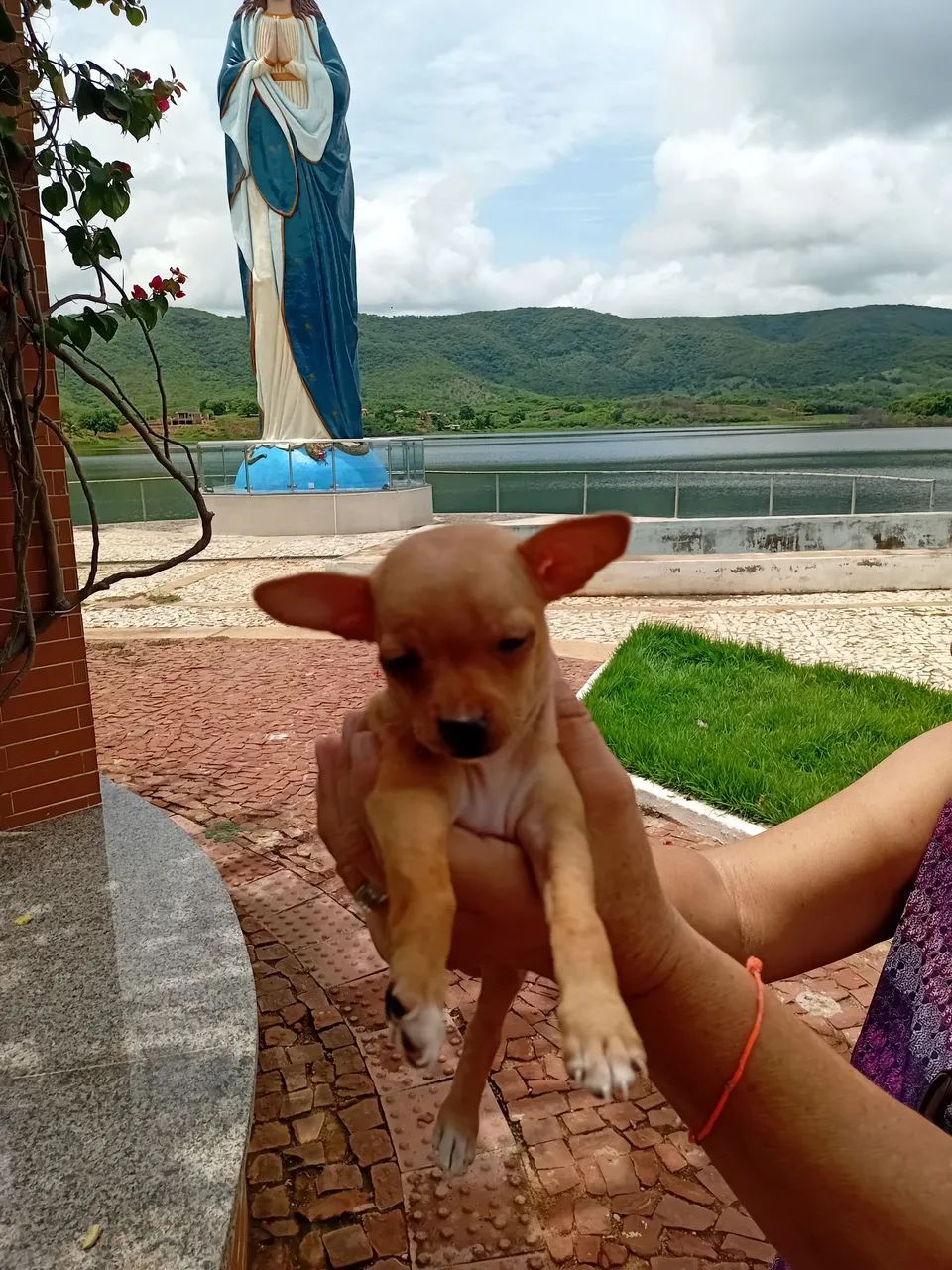 Pinsher 1 - Foto 3