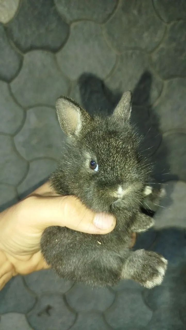 Mini coelho  - Foto 3
