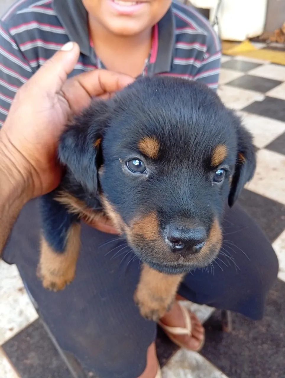 Filhote Rottweiler 45 dias 