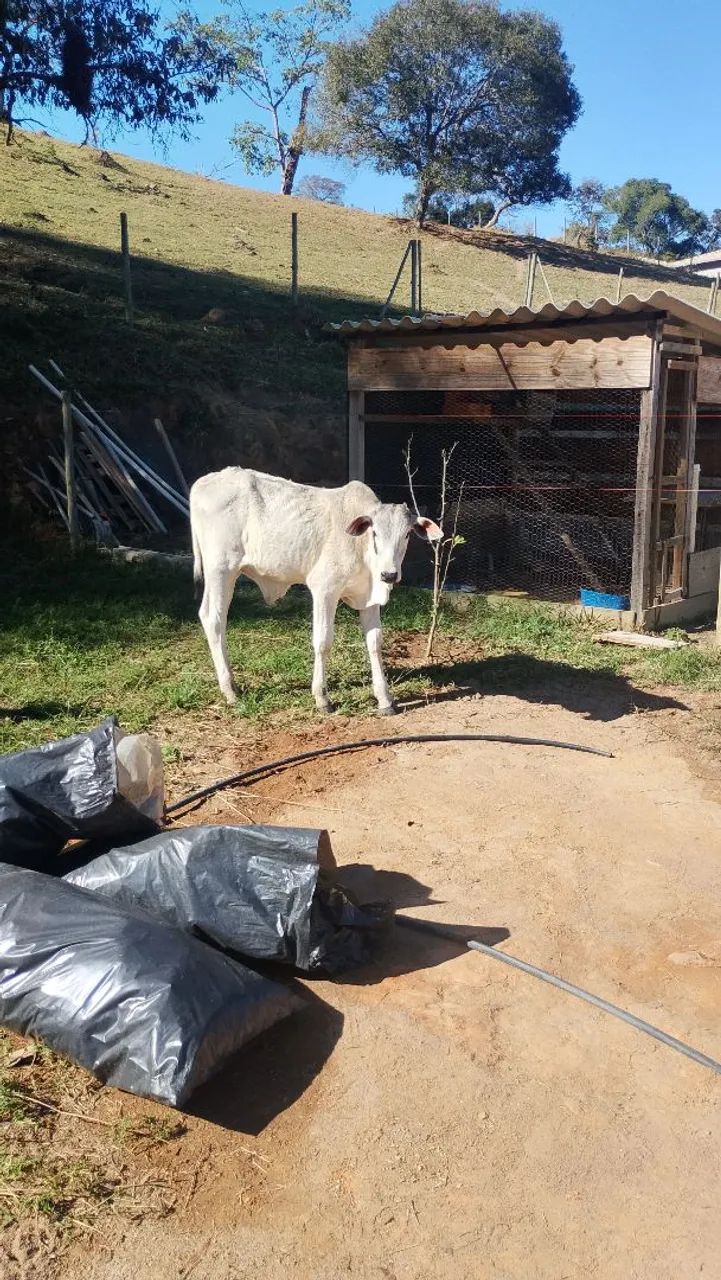 Bezerro  - Foto 2