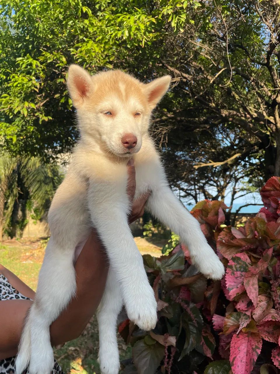 Husky Siberiano  - Foto 4