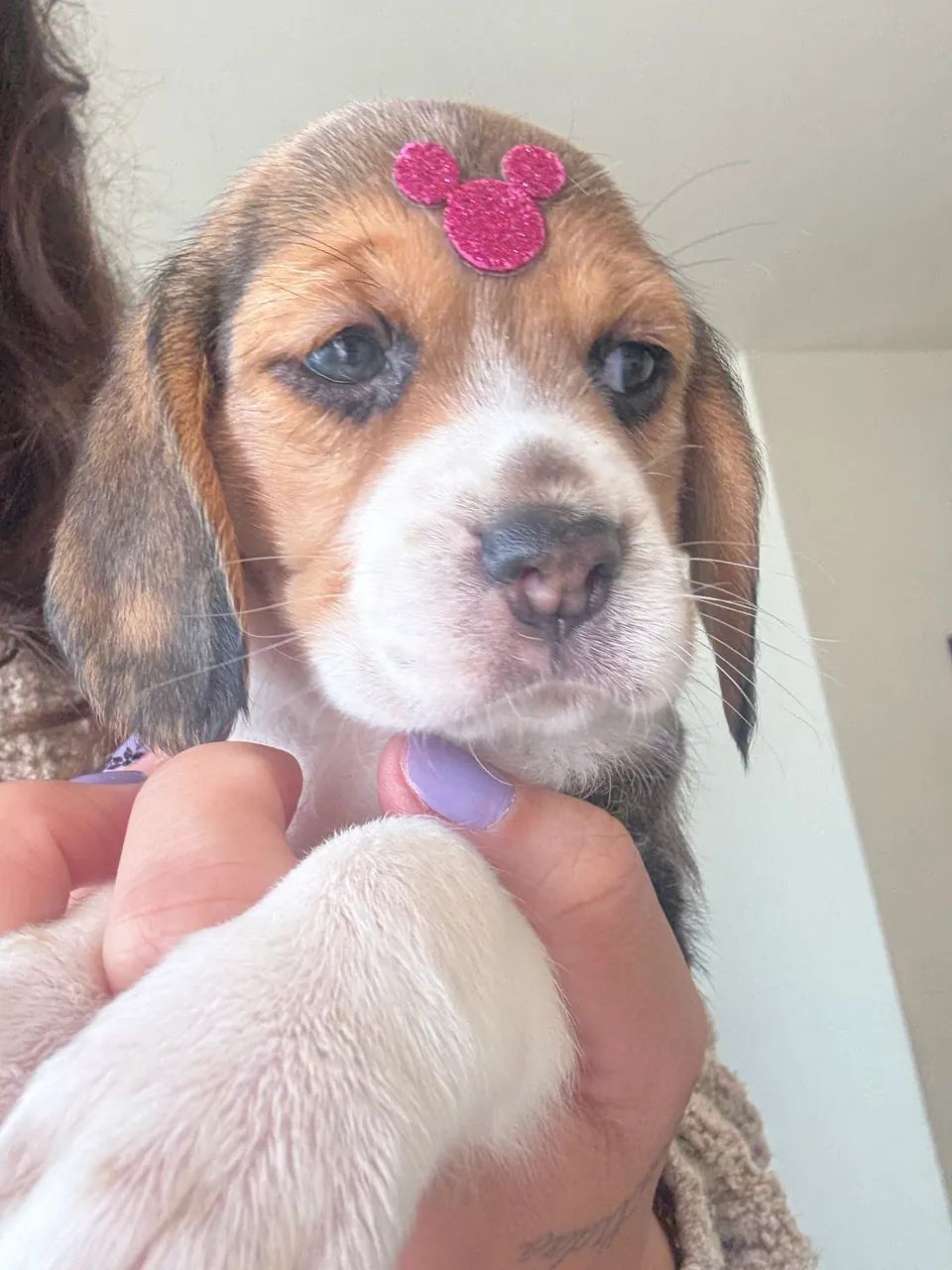 Beagle - Foto 3