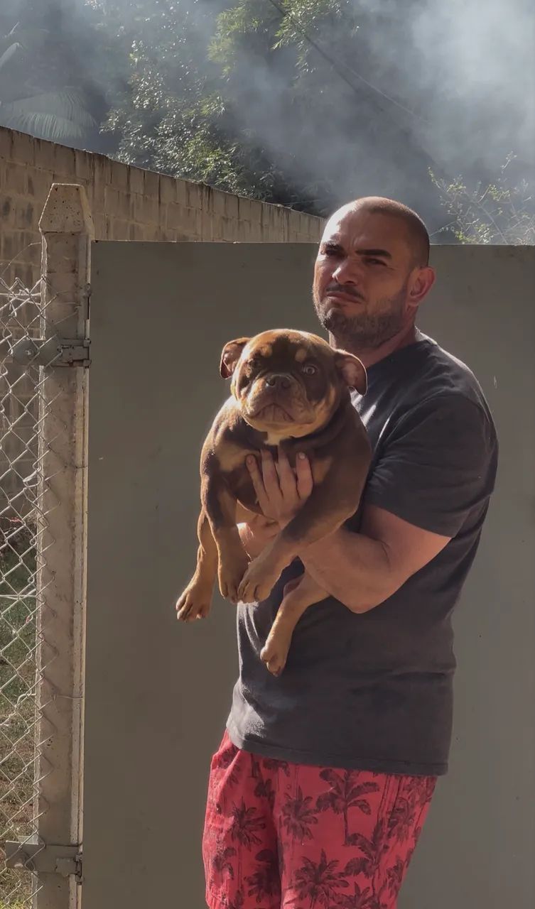 Fêmeas American Bully - Foto 2