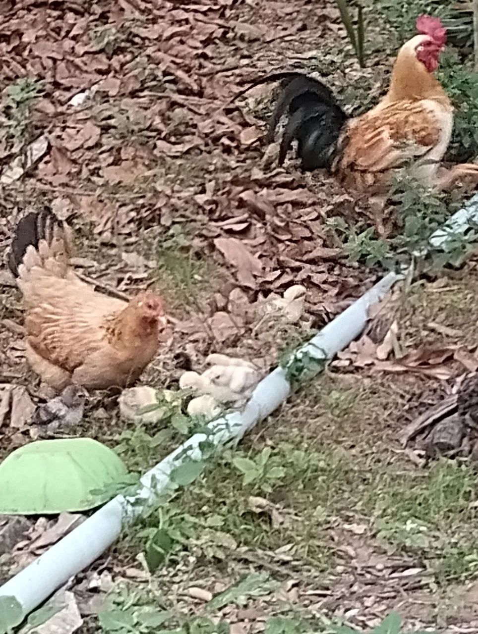 Galinhas e franguinhos  - Foto 3