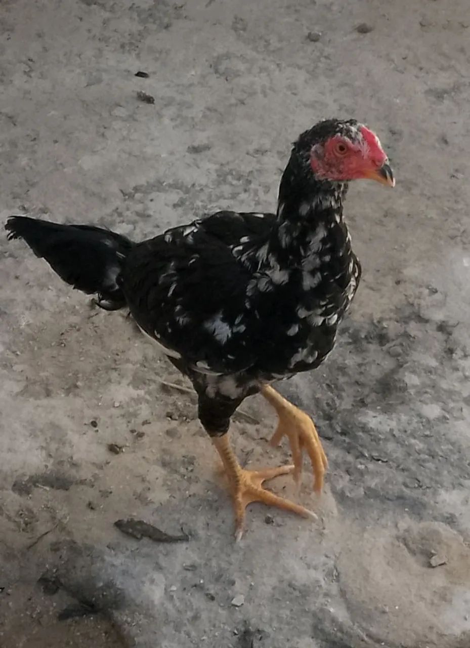 FRANGO ÍNDIO PURO